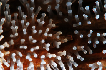 Coral mushroom on a tree