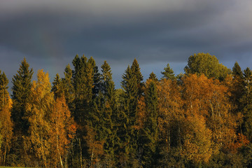 Autumn forest with multicolored foliage