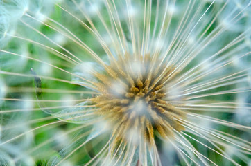 ripened change of a dandelion, ready to crops
