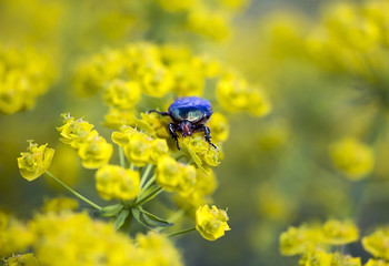 Bug eating flower in summer