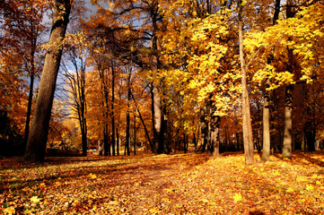 autumn forest with yellow foliage