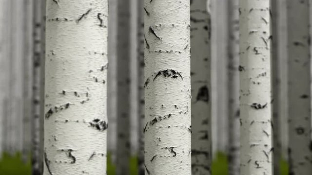 Close-up of birches, loopable