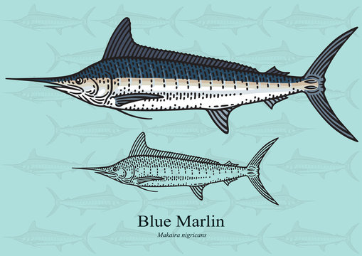 Blue Marlin, Squadron. Vector illustration for artwork in small sizes. Suitable for graphic and packaging design, educational examples, web, etc.