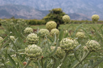 Fototapeta premium artichoke vegetable plantation
