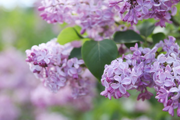 Obraz premium pink lilac flower background