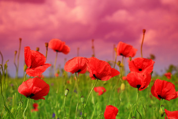 Field of poppies on a sunset