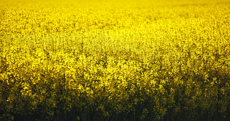 Field of yellow flowering rapeseed plants with recently ploughed brown field in background. A green...