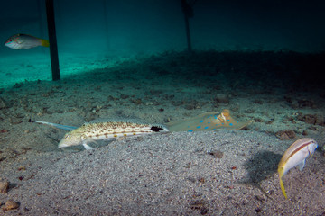 Stingray