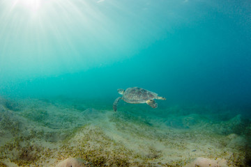 Fototapeta na wymiar Green Sea Turtle