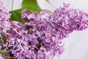 Цветы сирени крупным планом на сиреневом фоне.