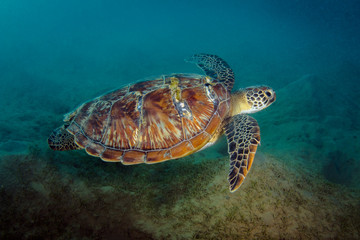 Fototapeta premium Green Sea Turtle