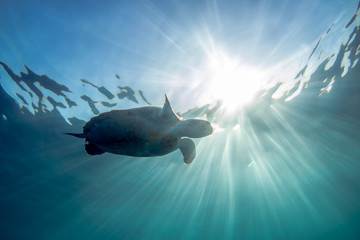 Obraz premium Green Sea Turtle