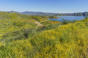 Lots of wild flower blossom at Diamond Valley Lake