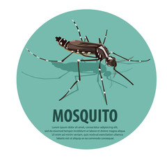illustration vector.  mosquito.