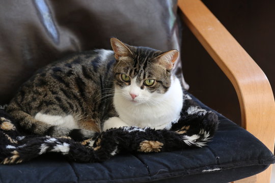 dinlenen sevimli kedi