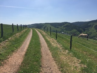 Feldweg und Pferd