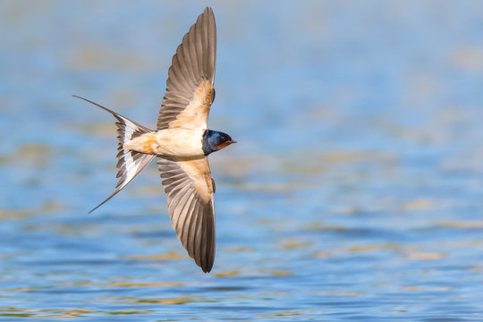 Rauchschwalbe (Hirundo rustica) im Flug &uuml;ber dem Teich fliegend