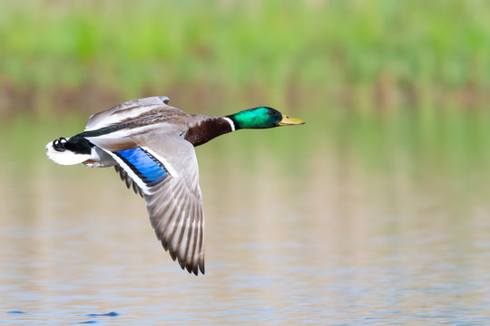 Stockente (Anas platyrhynchos) Ente Erpel M&auml;nnchen fliegt im Tiefflug &uuml;ber den See