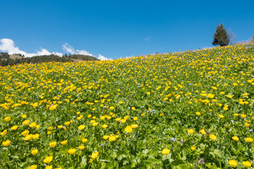 Fototapeta premium farbenprächtige Blumenwiese in den Alpen im Frühjahr