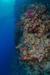 Fototapeta na wymiar Reef Life