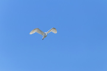 Great white egret flying