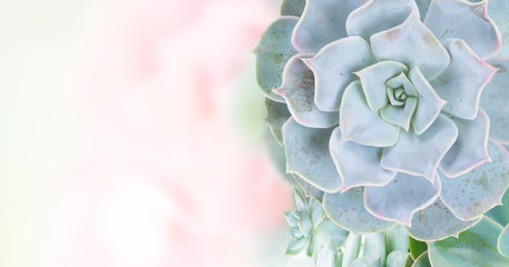 One succulent green plants with copy space on garden bokeh background banner