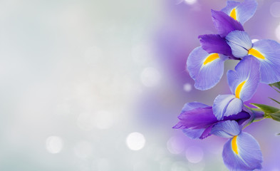 blue irises flowers close up over blue background banner