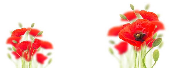 Red poppy flowers with buds on white background banner