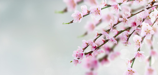 Cherry tree branch with blooming fresh flowers in garden over bokeh background banner