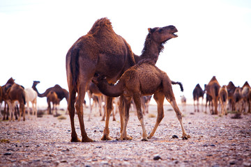Camel breastfeeding, little camel with his mom