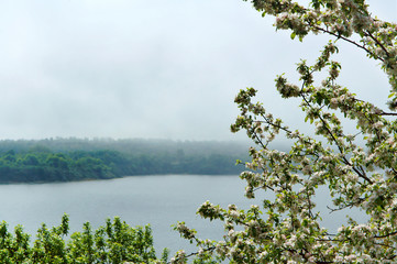 Apple trees, tree, spring, flower, flowers, tree, fog, lake, Shore