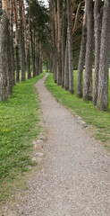A narrow path in a pine forest
