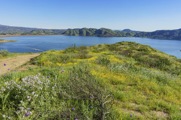 Lots of wild flower blossom at Diamond Valley Lake