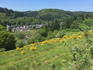 Ginsterfeld und Dorf