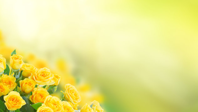 fresh yellow roses in green sunny garden banner