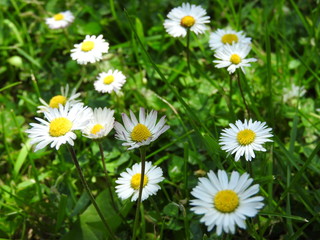 Fototapeta premium Garden life in angle of small flowers.