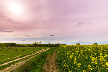 Canola fields in spring, and beautiful storm clouds at sunset