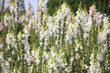 Garden of white snapdragon (Antirrhinum majus)