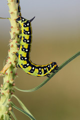 Spurge hawk-moth caterpillar(Hyles euphorbiae)on the hostplant