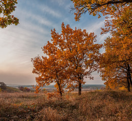 An autumn evening is in an oakery