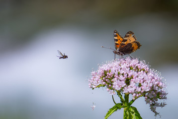 Papillon face ac face avec une mouche