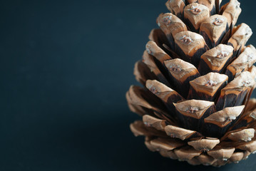 Pine cone on gray.