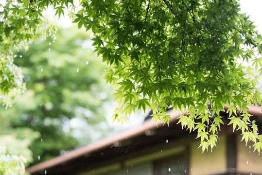 maple in the rain at old japanese house