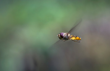 Insecte en plein vol