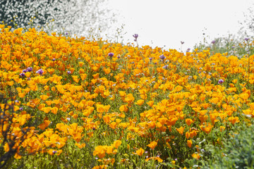 Lots of wild flower blossom at Diamond Valley Lake