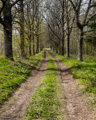 Obraz premium country road