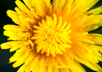 Closeup of the blooming yellow dandelion flower