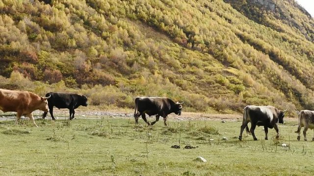 Grazing cows in amazing touristic place near river in mountain valley at the foot of Mt. Shkhara 5,193 m (17,040 ft).