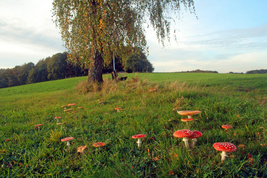 hexenring aus fliegenpilzen