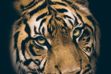 View of the tiger